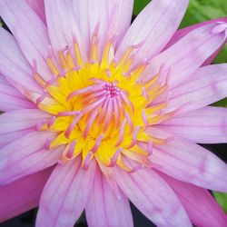 Close-up of pink flower
