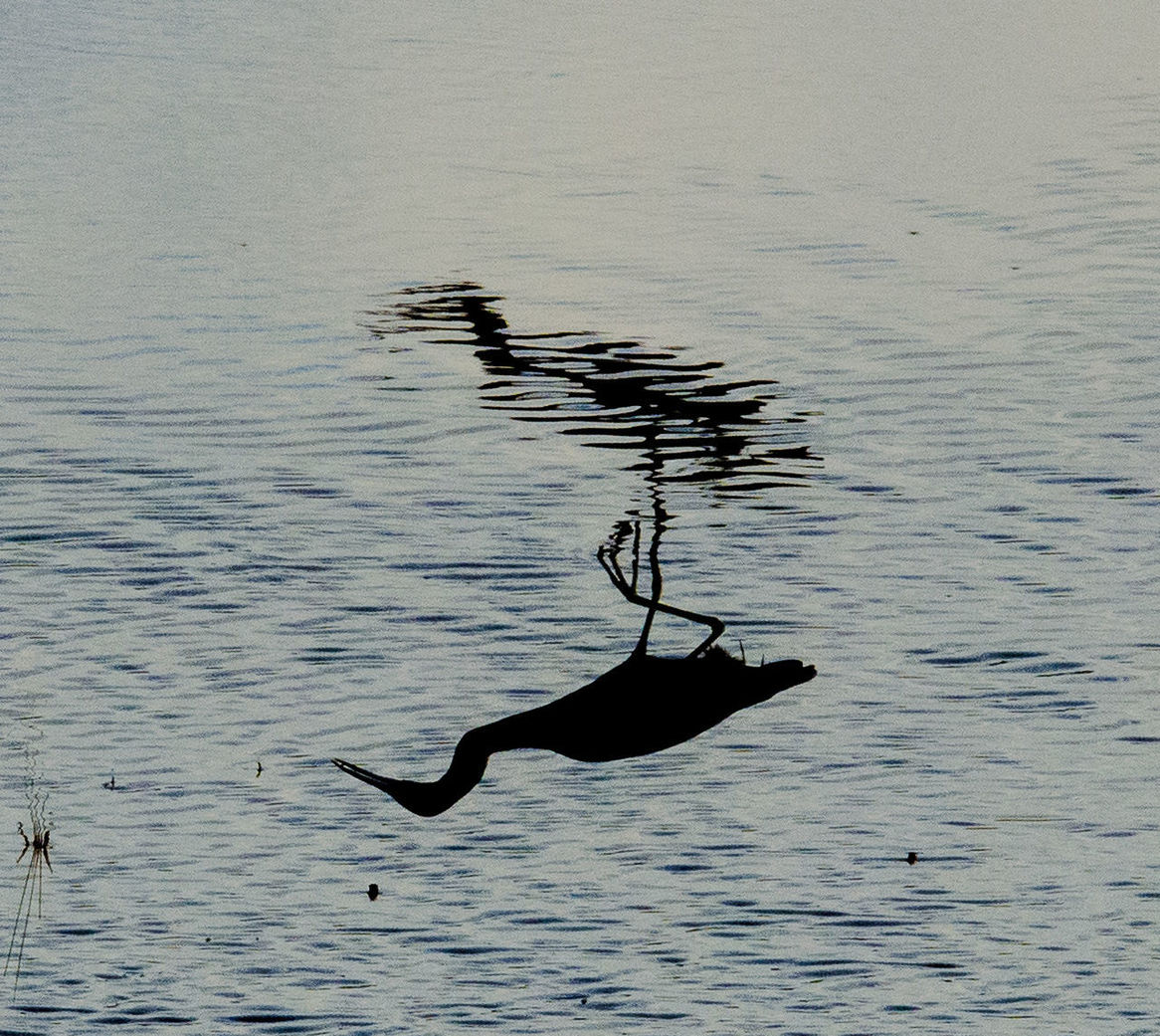 VIEW OF BIRD FLYING OVER SEA