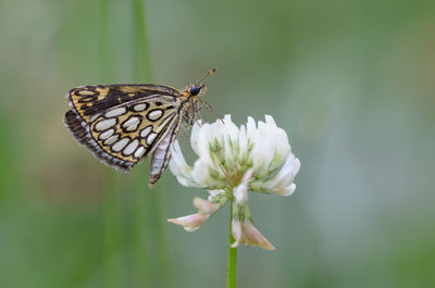 Close-up of butterfly perching on flower