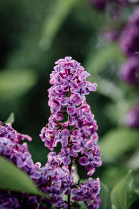 Close-up of purple flowering plant