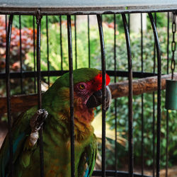 animal
