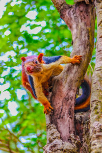 Squirrel on tree trunk