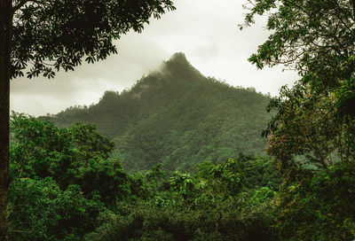 Scenic view of forest against sky