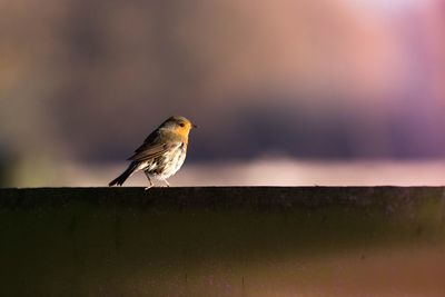 Close-up of bird perching outdoors