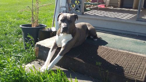 Dog relaxing on grass