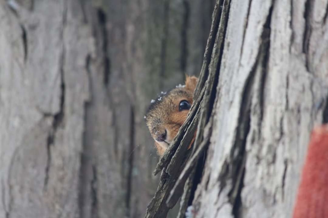 tree trunk, one animal, tree, animals in the wild, animal wildlife, animal themes, outdoors, day, close-up, focus on foreground, no people, mammal, squirrel, nature, woodpecker