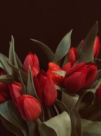 Close-up of red flowering plant