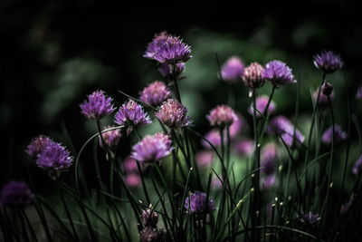 Close-up of purple flowers