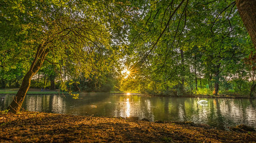 Scenic view of lake in forest