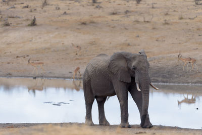 View of elephant drinking water