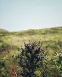 Flowering plant on field against clear sky