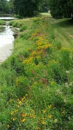 High angle view of footpath