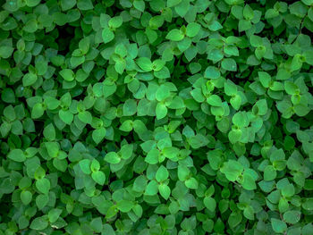 Full frame shot of green leaves