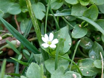 High angle view of white flowers blooming outdoors