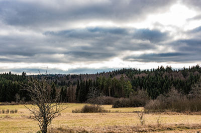 Plants growing on land against sky