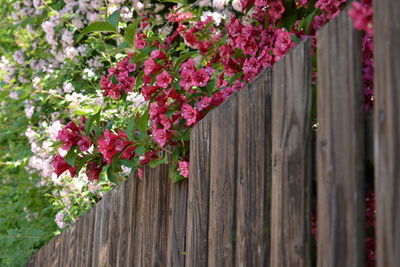 Close-up of pink flowering plants by fence