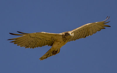 Low angle view of eagle flying against clear blue sky