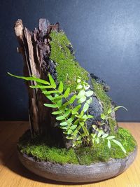 plant