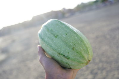 Close-up of hand holding leaf