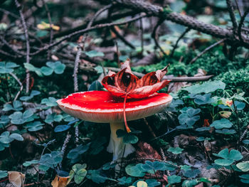 Close-up of fly on mushroom