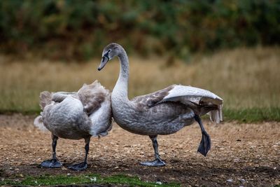 Swans on field