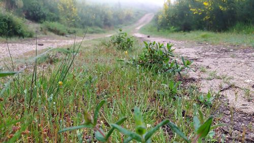 Plants growing on land