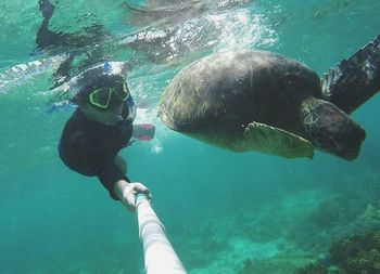 Fish swimming in sea