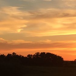 Silhouette of trees at sunset