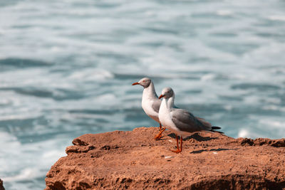 Seagull perching on rock by sea