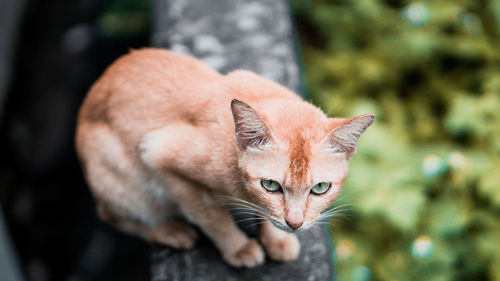 Close-up portrait of a cat