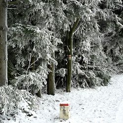 Plants growing on tree trunk