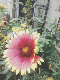 Close-up of yellow flower blooming outdoors