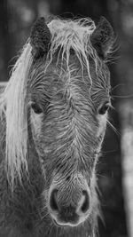 Close-up portrait of a horse