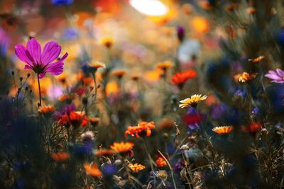 Close-up of purple flowering plants on field