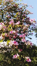 Pink flowers blooming on tree