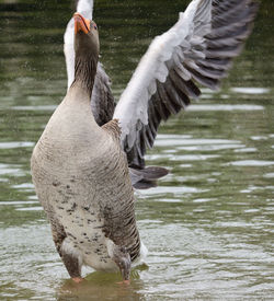Portrait of a greylag goose flapping it's wings in the water