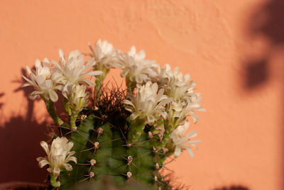 Close-up of flowering plant