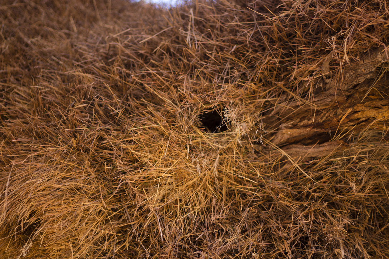 Nest of the weaver birds in Namibi