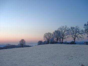 Bare trees on snow covered field