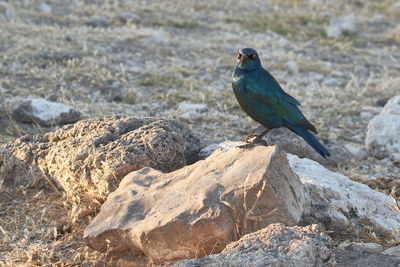 Bird perching on rock