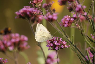 Close-up of butterfly on pink flowering plant