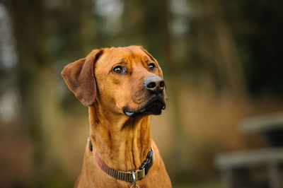 Close-up of a dog looking away