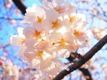 Low angle view of cherry blossoms