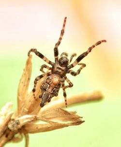 Close-up of spider