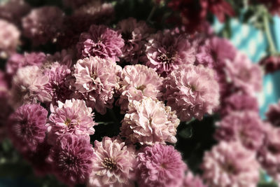 Close-up of pink flower