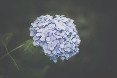 Close-up of hydrangea blooming outdoors