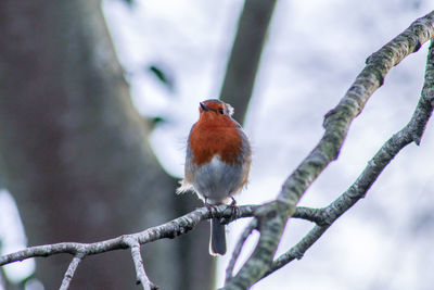 Windy robin ruffled feathers