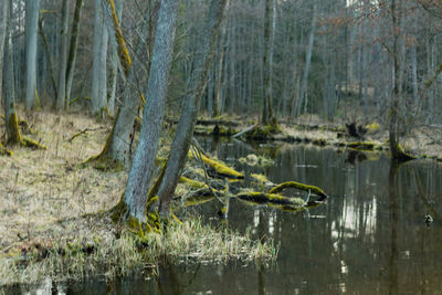 View of a reptile in the forest