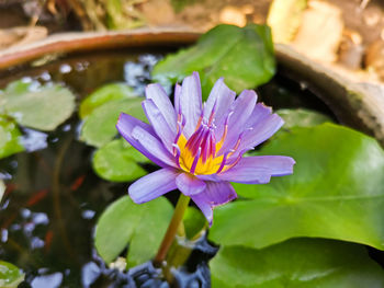 Close-up of purple water lily