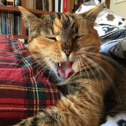 Close-up of a cat at home